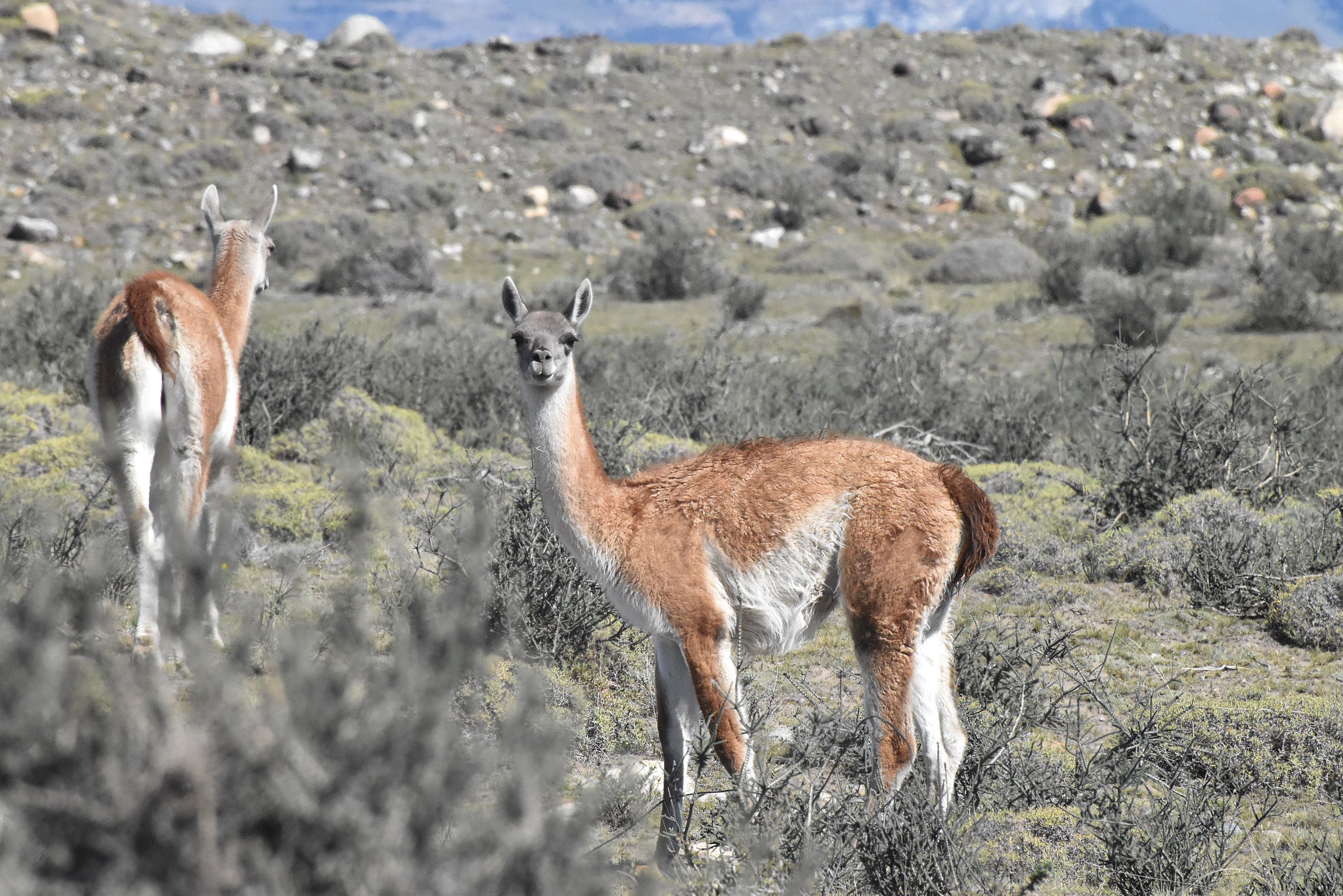 guanaco-and-mate-pampa.jpg