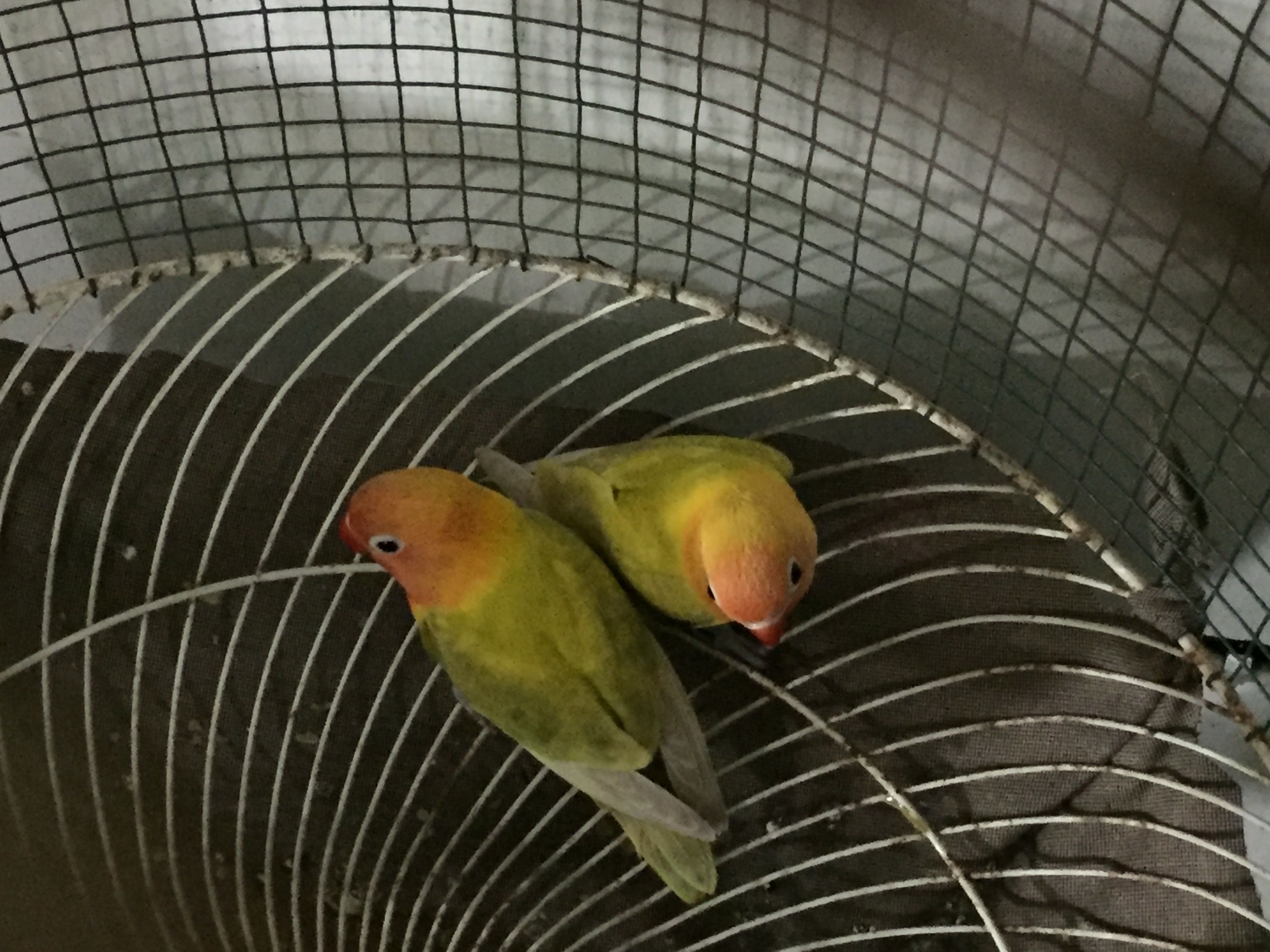 Love Bird Steemit