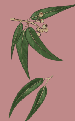 gum.PNG