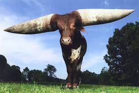 Biggest Animals On Earth — Steemit Biggest Animals On Earth — Steemit