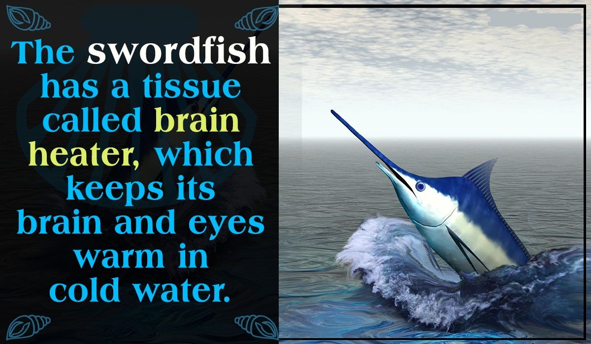 1200-606554-facts-about-swordfish.jpg