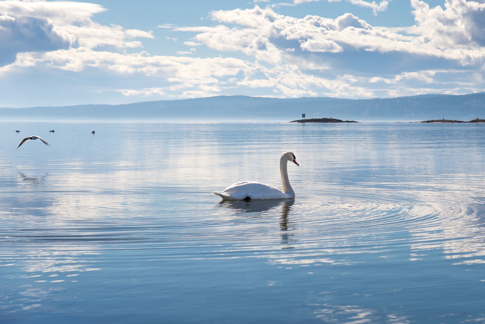 Blue Sea Swan.jpg