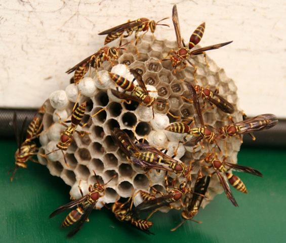 paper wasp.jpg