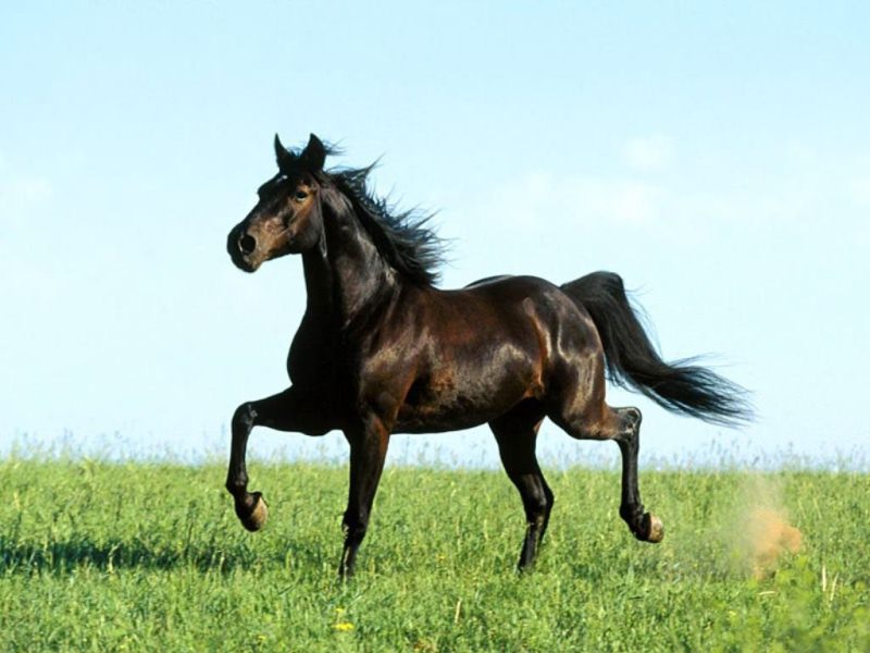 caballo-arabe.jpg