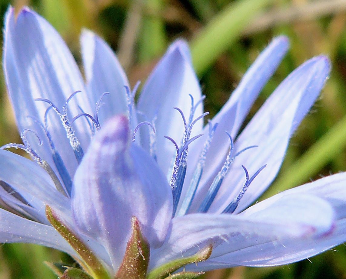 chicory macro.jpg