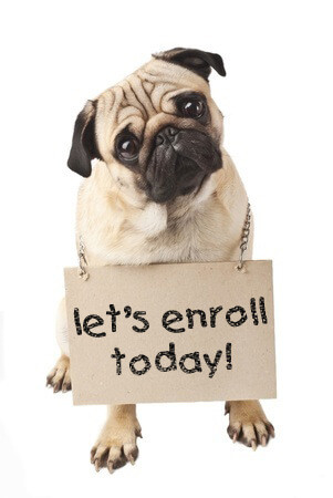 online-dog-training-course.jpg