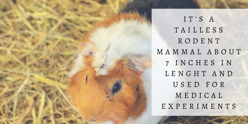 Green and Yellow Photo Quotes Fall Twitter Post (19).png