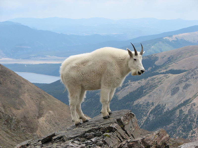 800px-Mountain_Goat_Mount_Massive.JPG