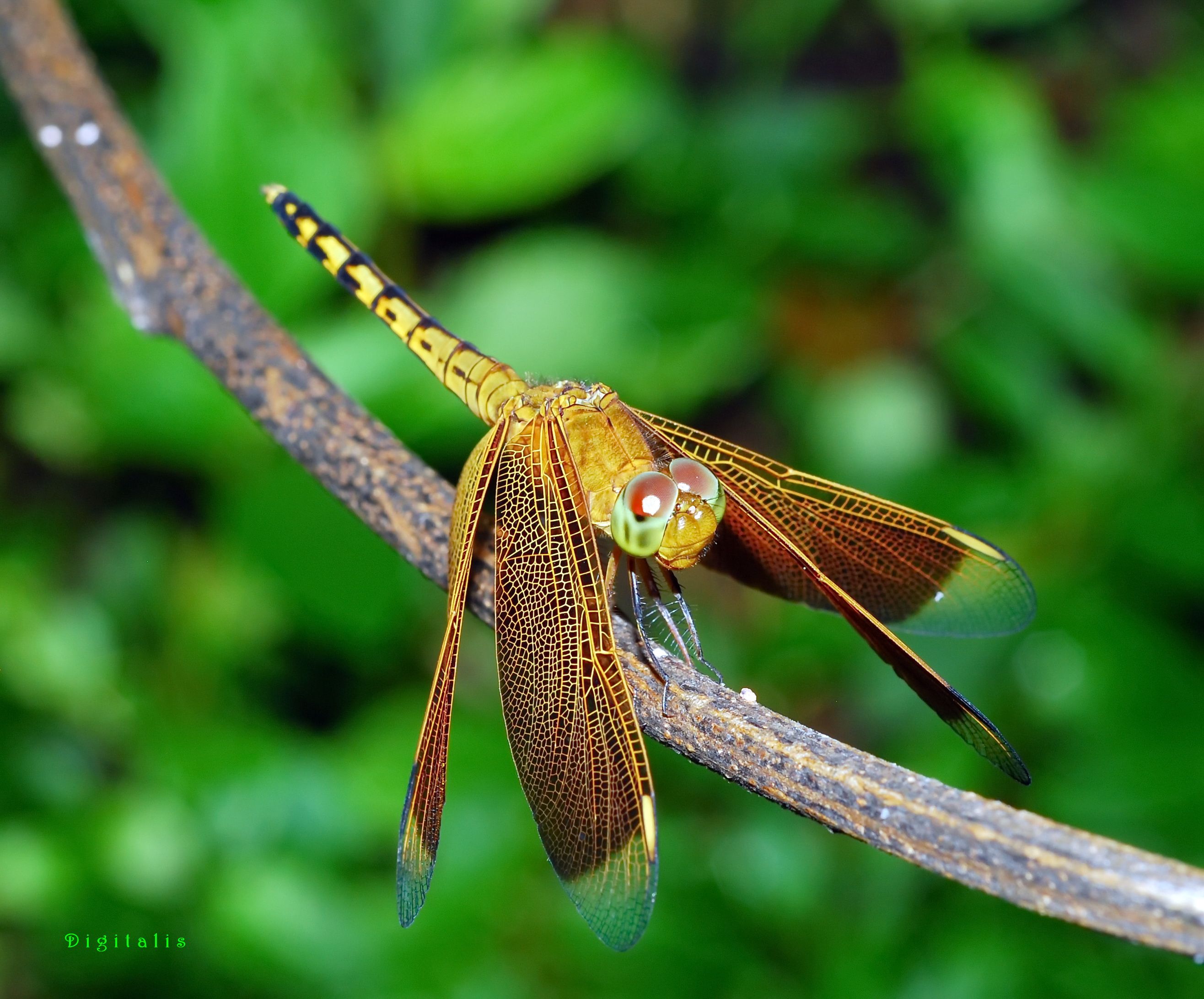 DSC_1377.JPG