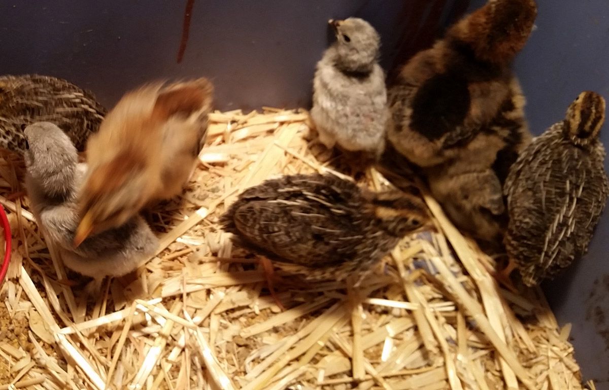 feb19quail2.jpg