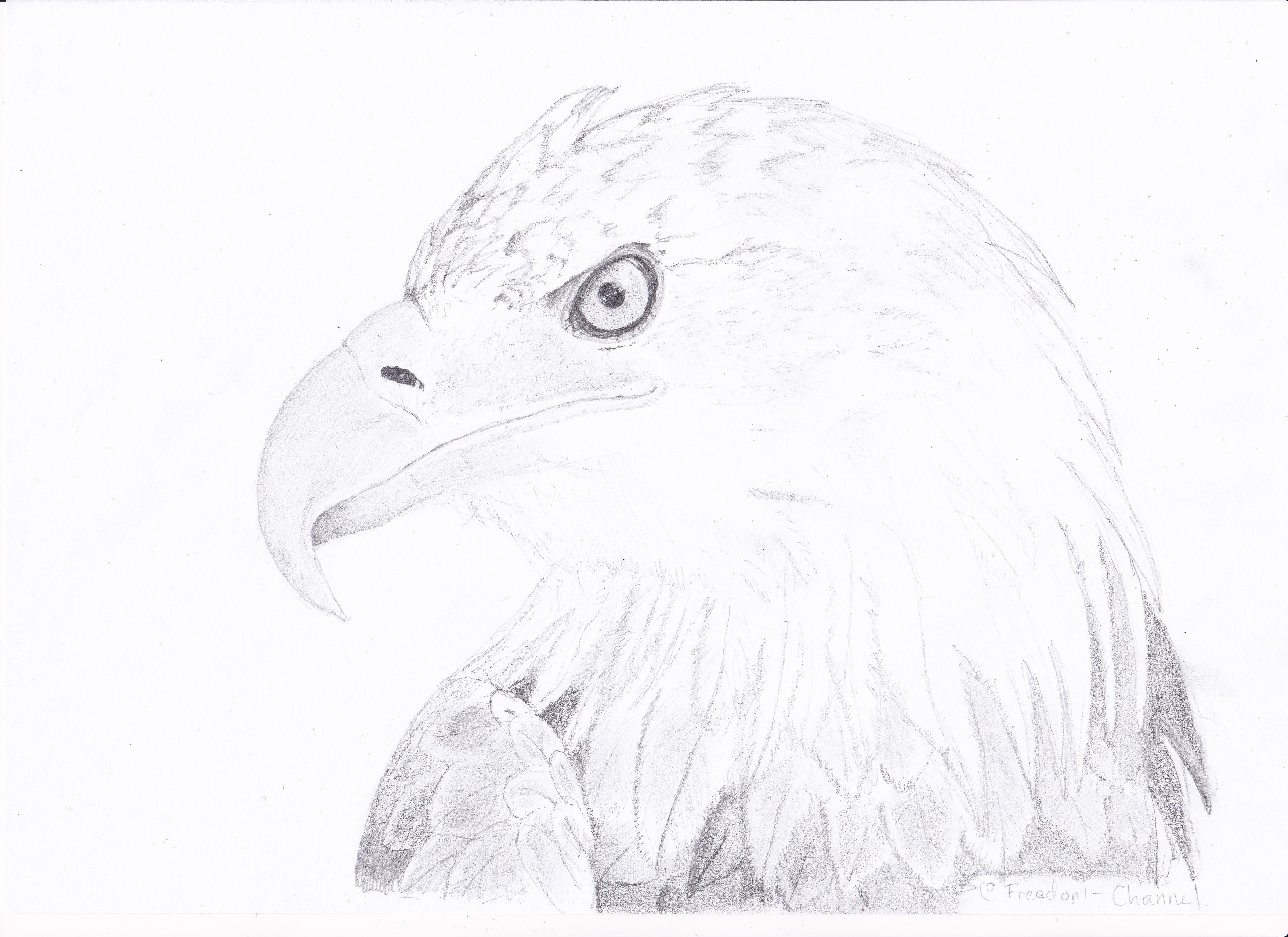 Buy EAGLE Easy Drawing Book Online at desertcartINDIA