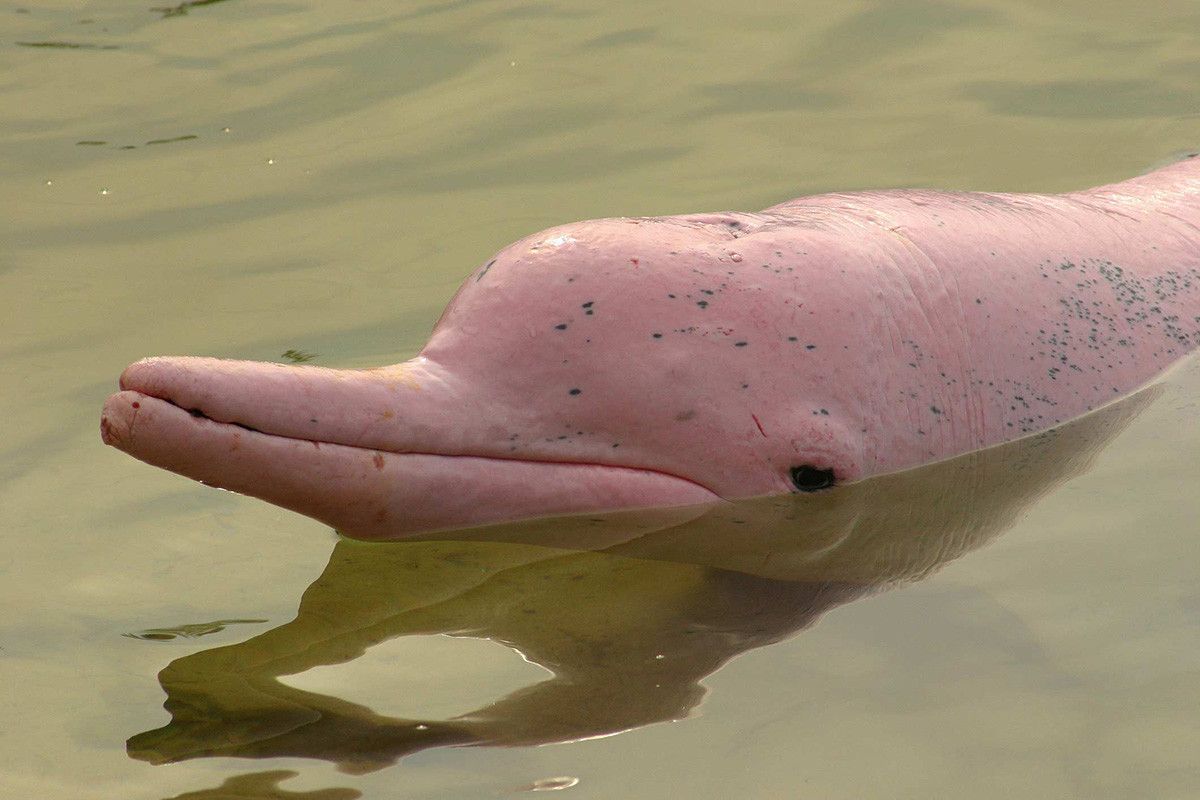 In the Amazon River there is a unique pink dolphin.jpg