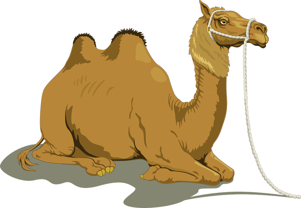 camel-48445_960_720.png