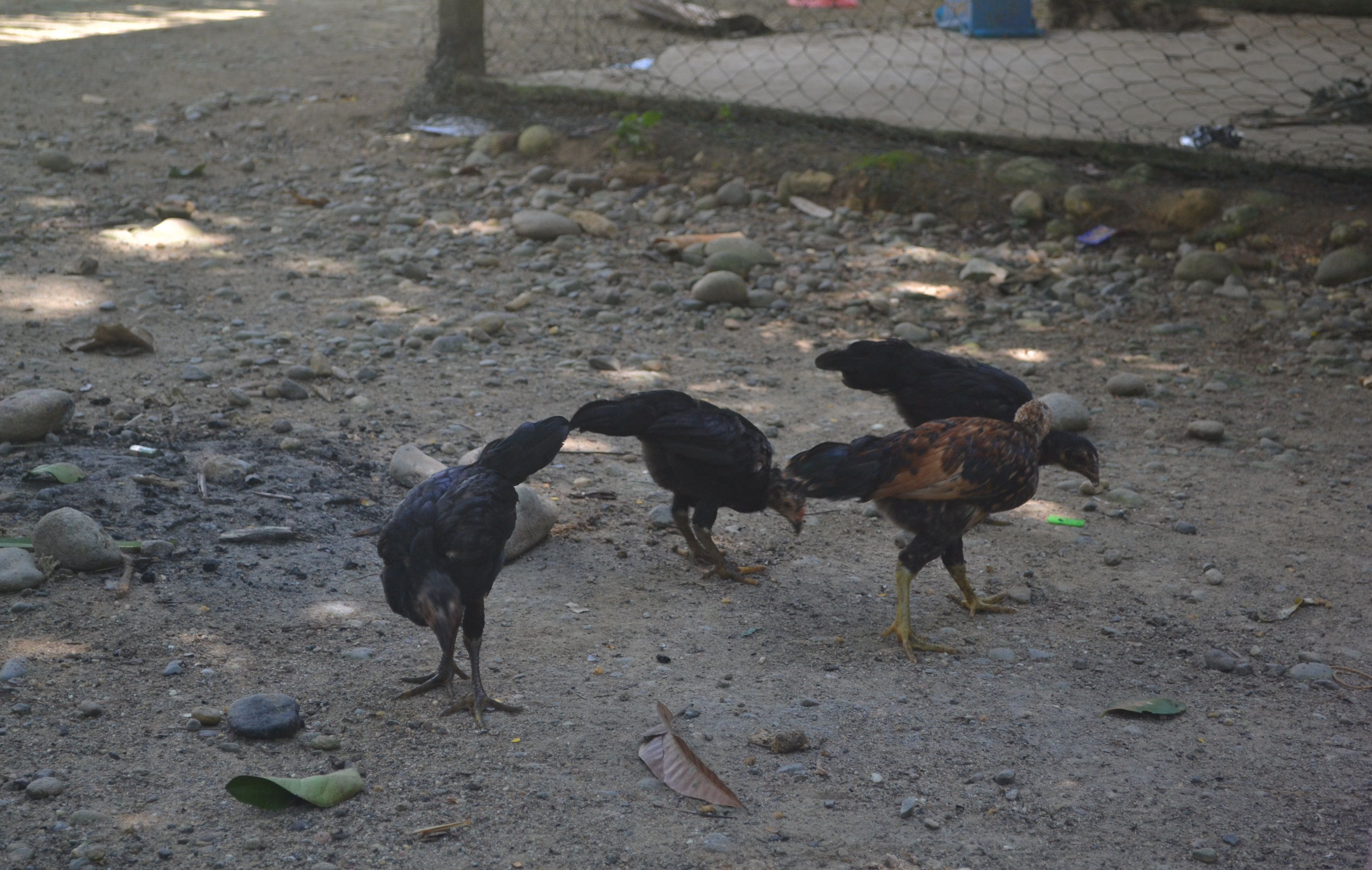 DSC_0834.JPG