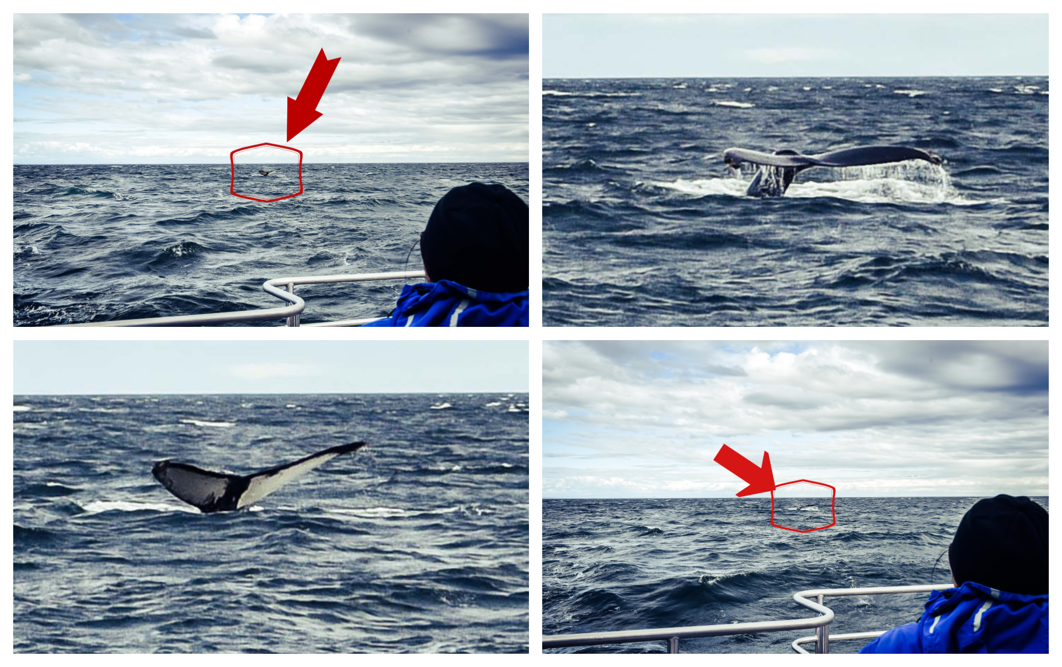 BeFunky-collage (2).png