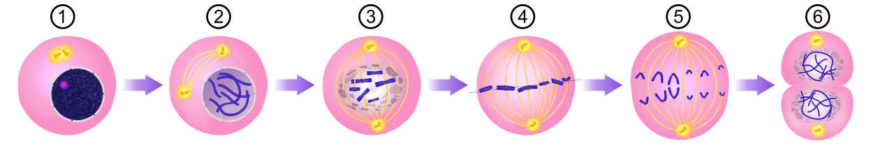 Mitosis_Stages_-_Numerical_version.svg.png