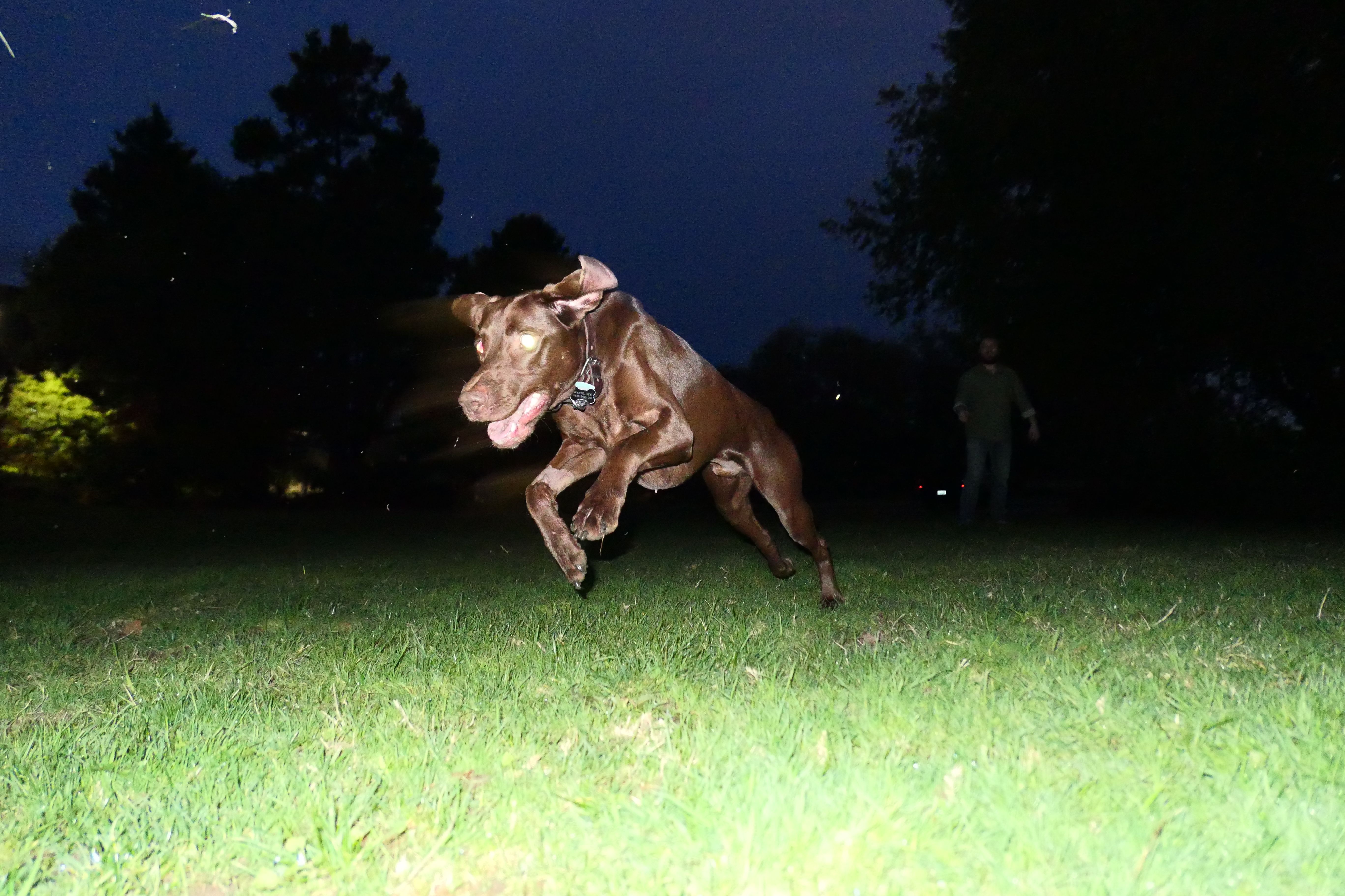 running dog.jpg