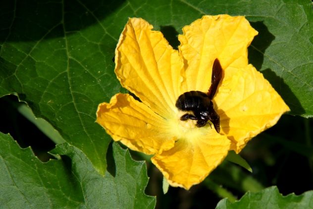 A bee gathering nectar.jpg