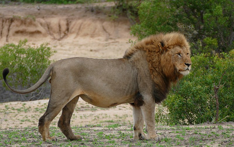 800px-Lion_%28Panthera_leo%29_%2830941994012%29.jpg