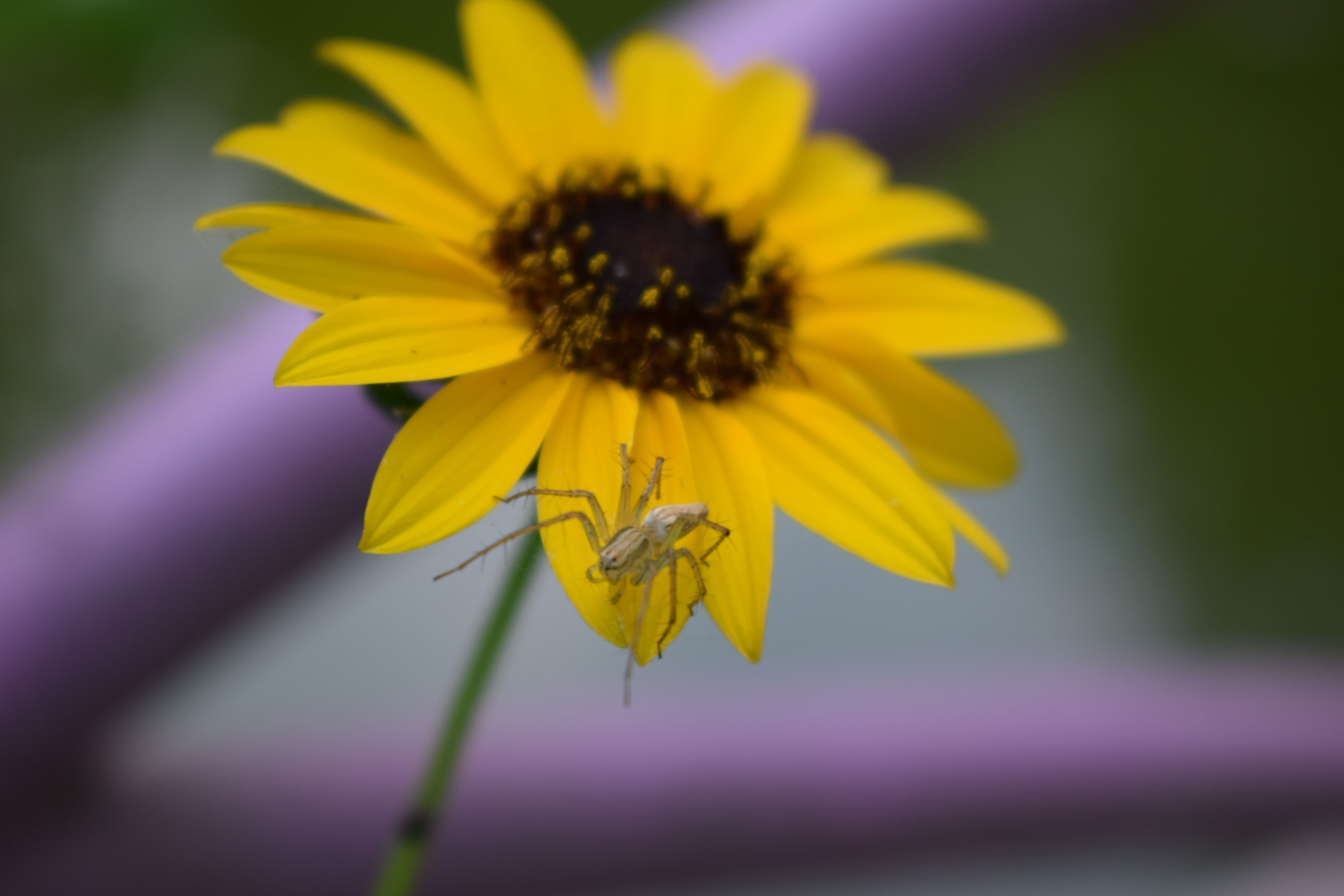 DSC_0624.JPG