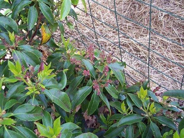 Mountain laurel buds crop May 2018.jpg