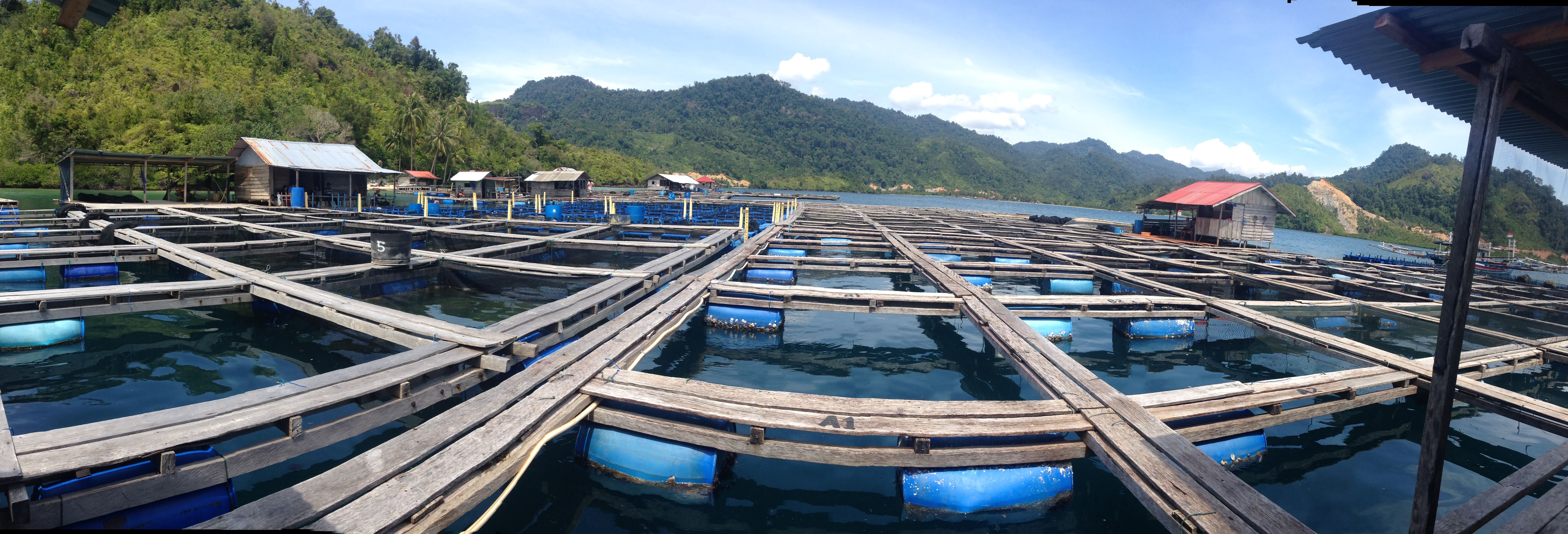 7200 Koleksi Jelaskan Perbedaan Budidaya Ikan Air Tawar Dan Ikan Air Laut Gratis Terbaru