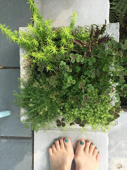 garden trough2.jpg