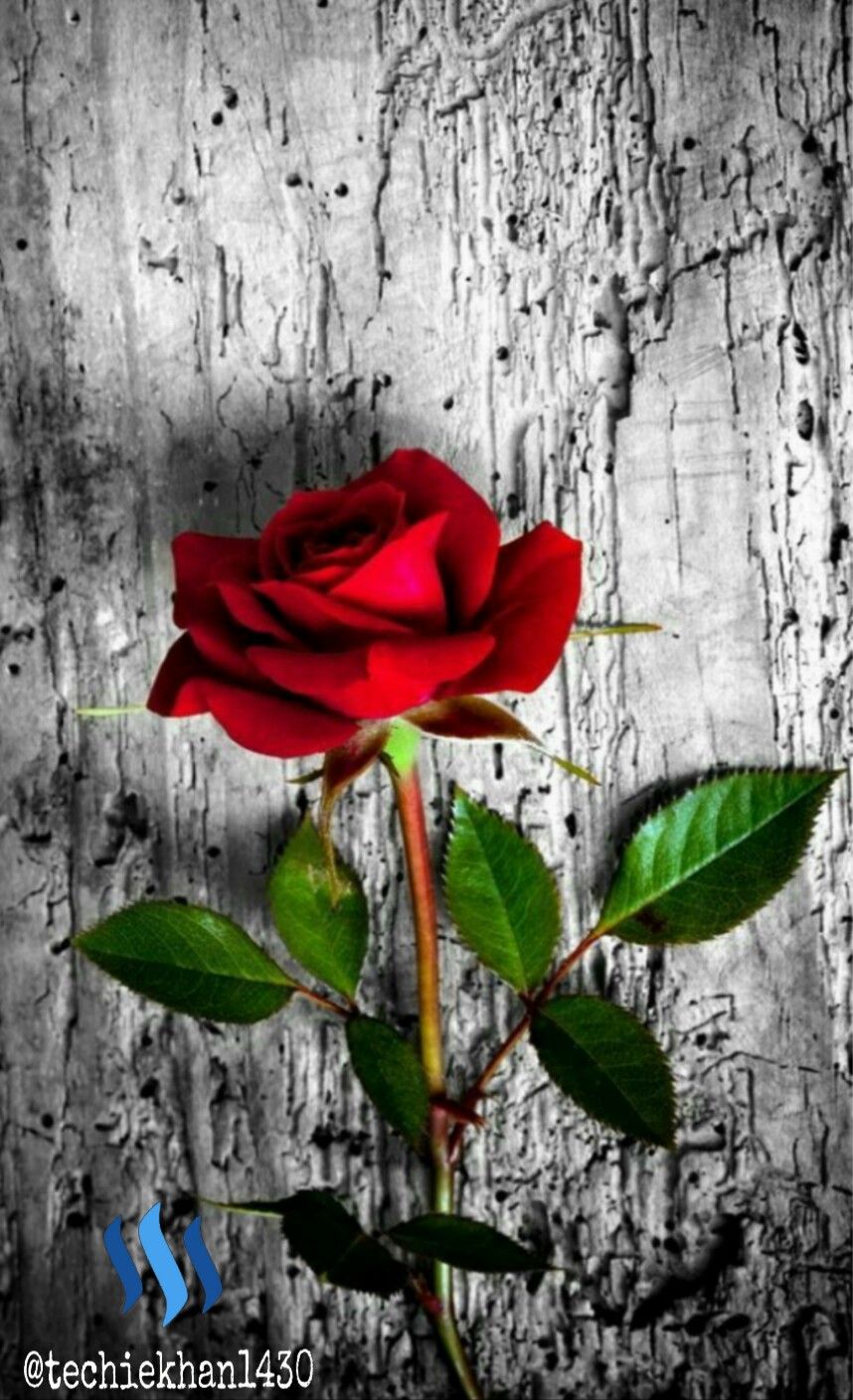 PicsArt_08-03-02.38.20.jpg