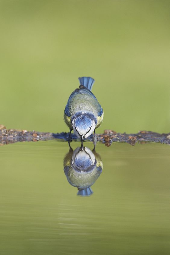 top-16-water-reflection-pictures-easy-design-tip-with-creative-digital-photography-3.jpg