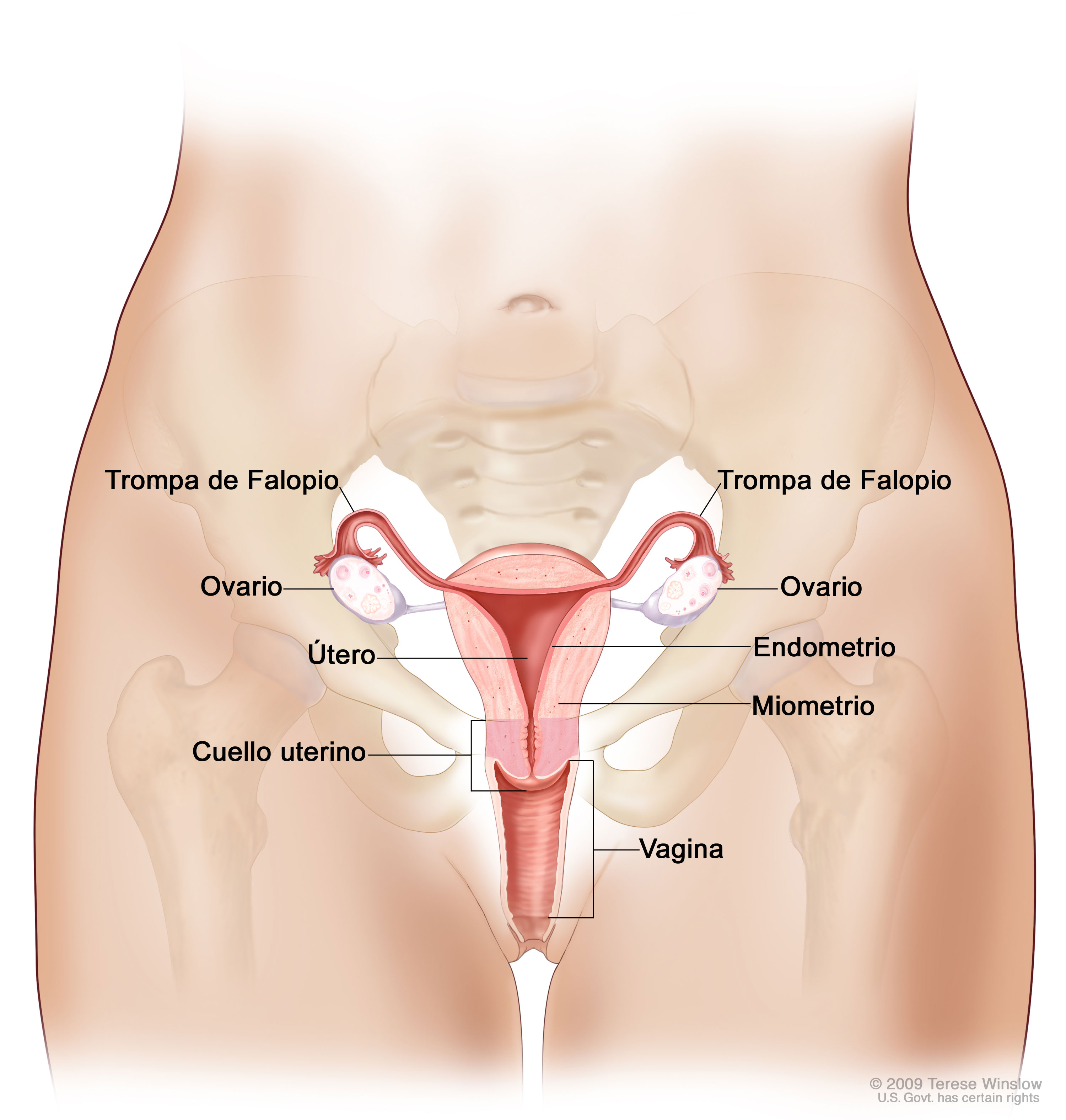 reproductivesystem_female-spanish-enlarge.__v400476534.jpg