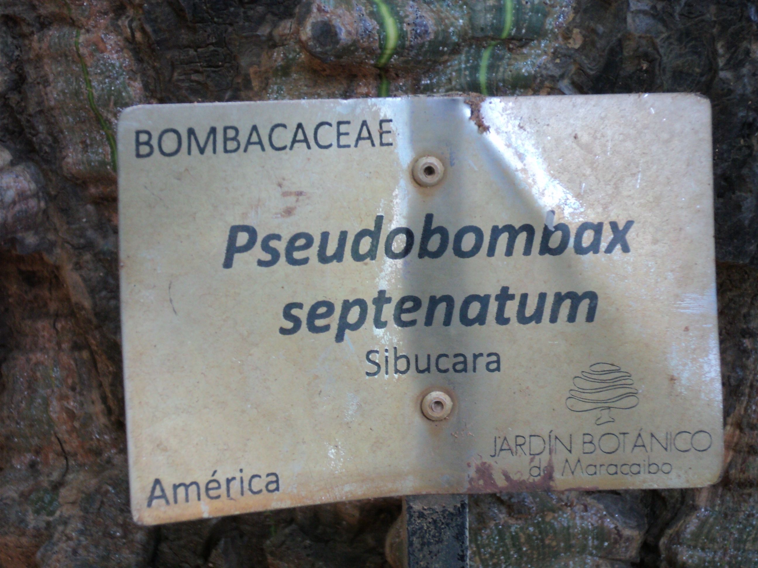 steemit jardin botanico 043.JPG