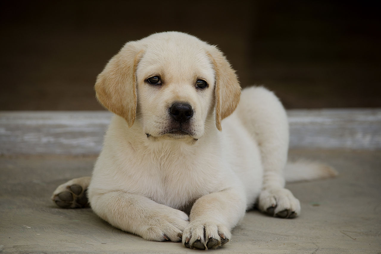 Labrador Retrievers.jpg