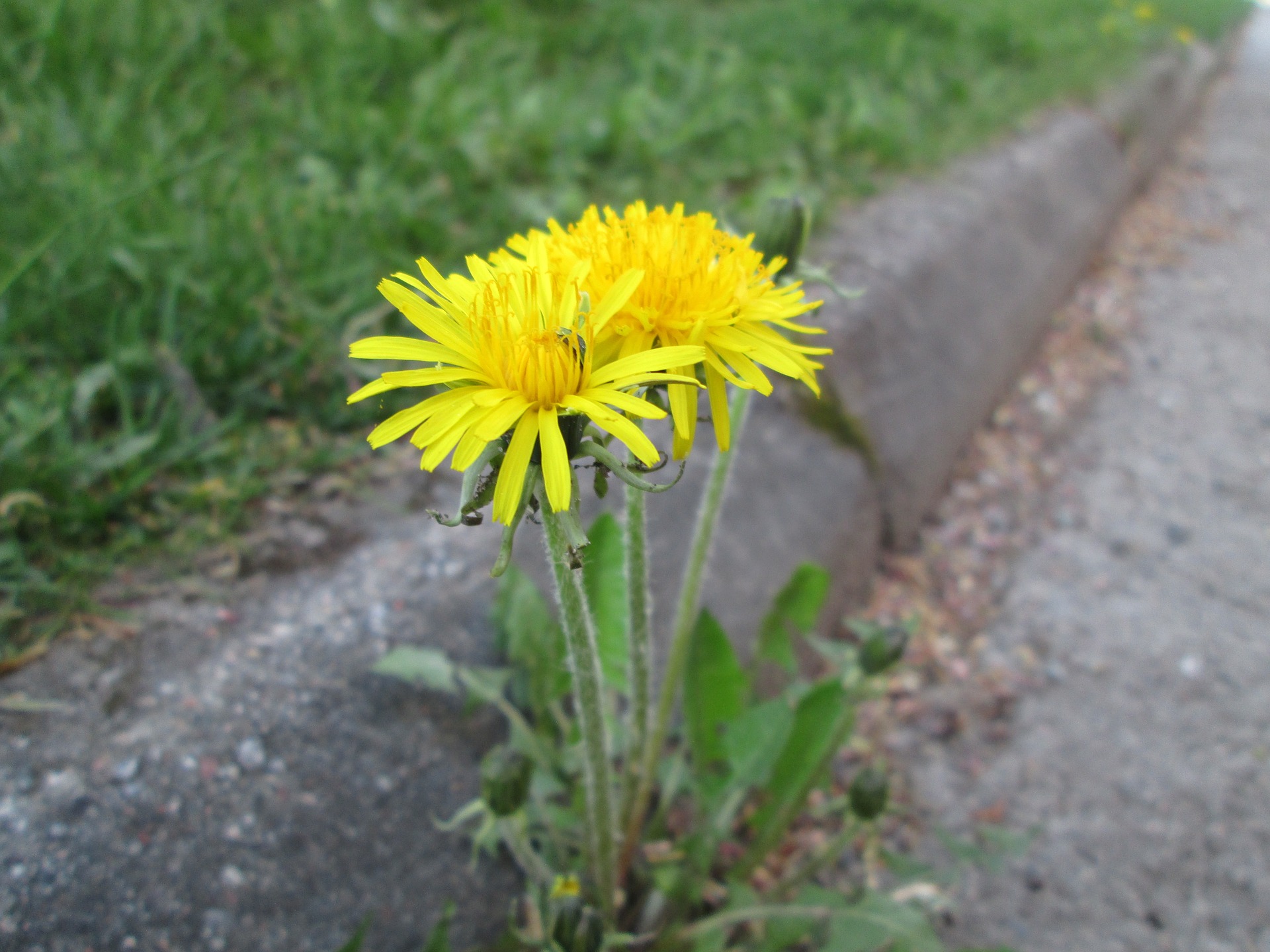 dandelion-2563670_1920.jpg