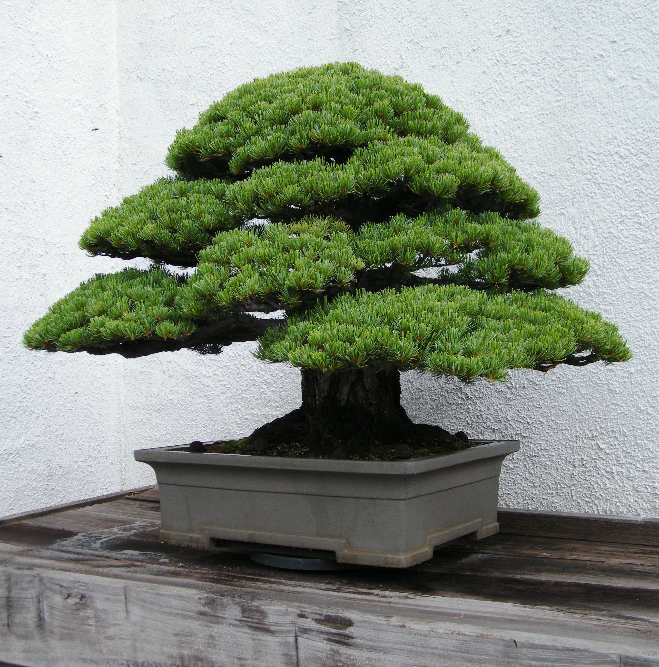 White pine bonsai cultivated from 1855.jpg