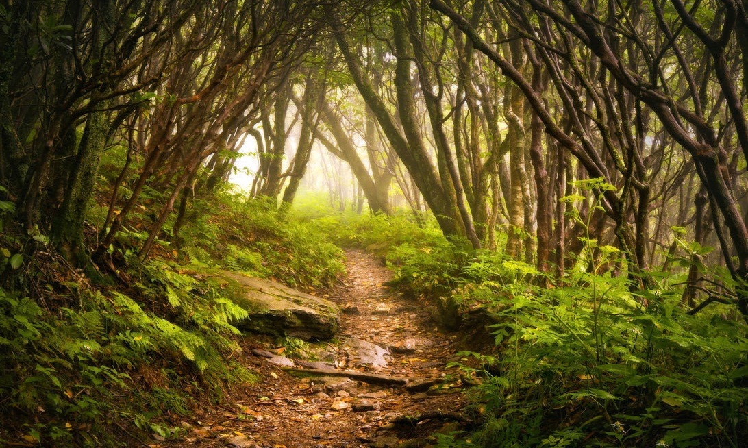 craggy_gardens_appalachian_hik_by_shashaa-d68ukln.jpg