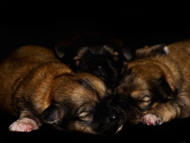 Puppies2-800x600.jpg