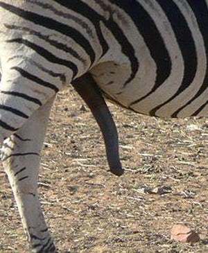 Zebra joystick.jpg