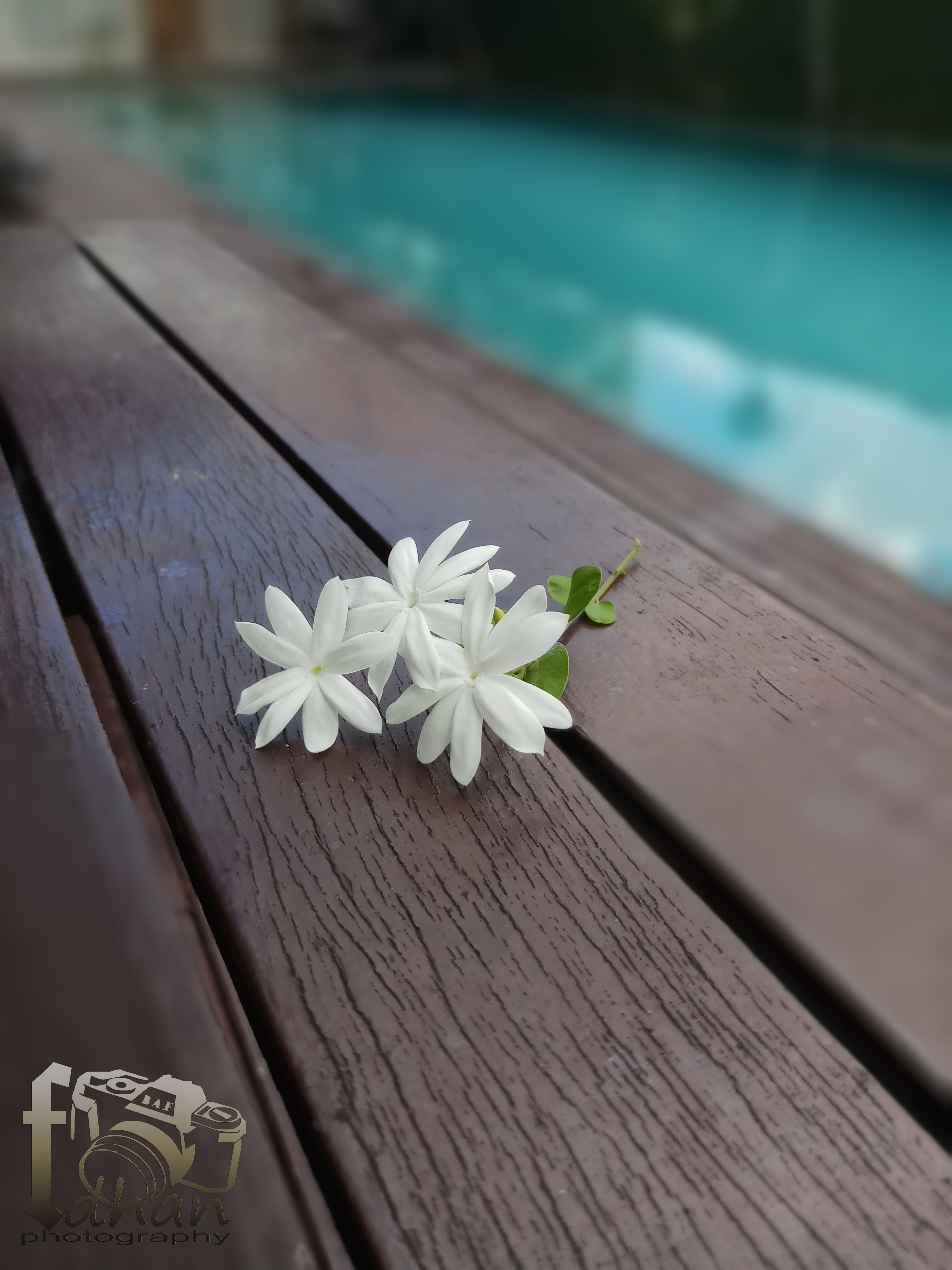 Lovely white.jpg