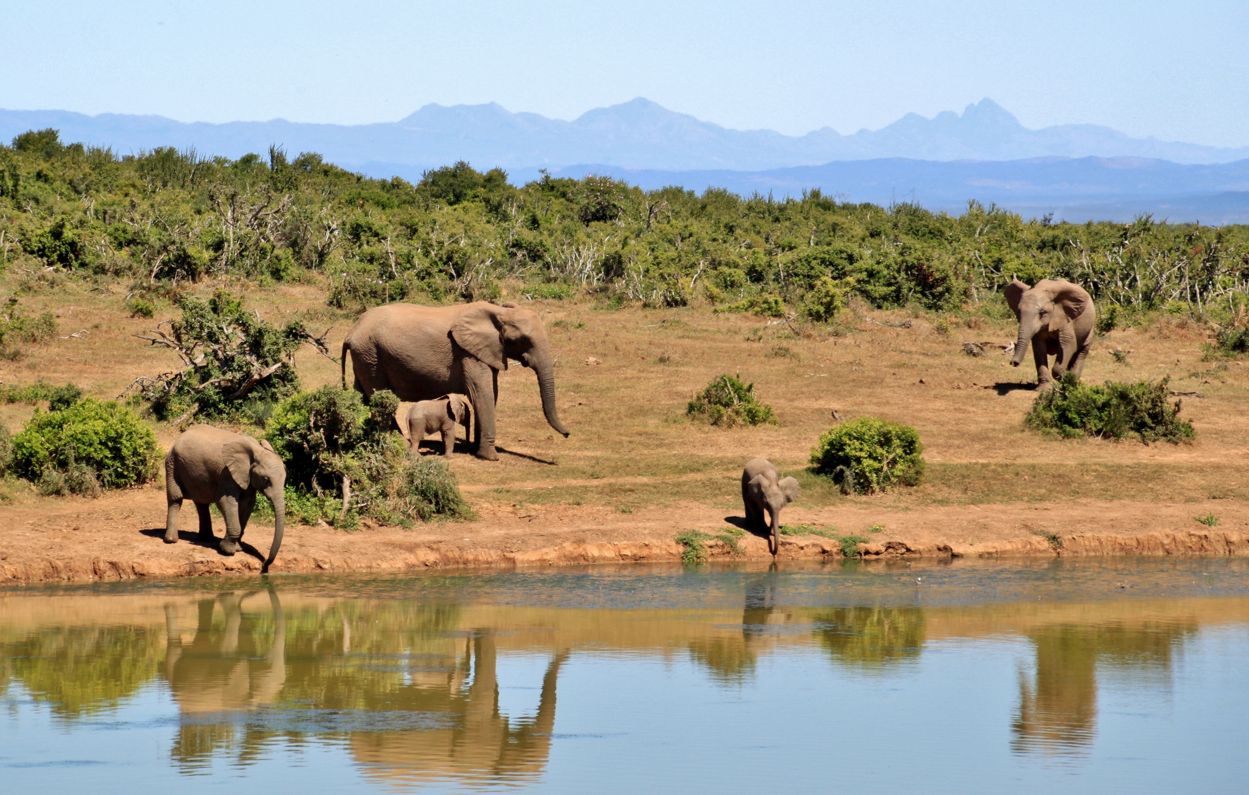 elephant-herd-of-elephants-animals-african-bush-elephant-52717.jpeg