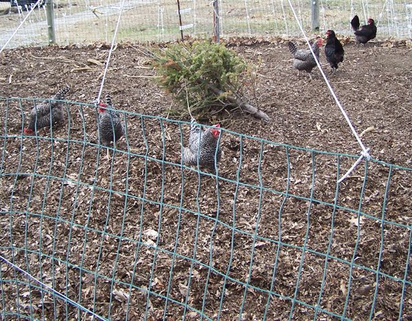 Hens Christmas tree crop March 2018.jpg