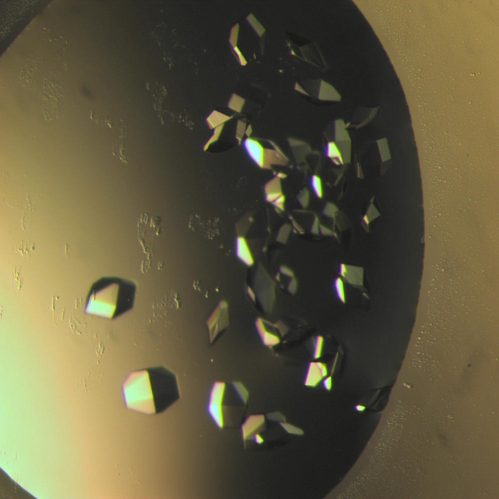 32x einkristall (viele) d4 50 zp2.jpg