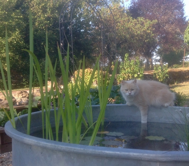 Potager The French Kitchen Garden Steemit