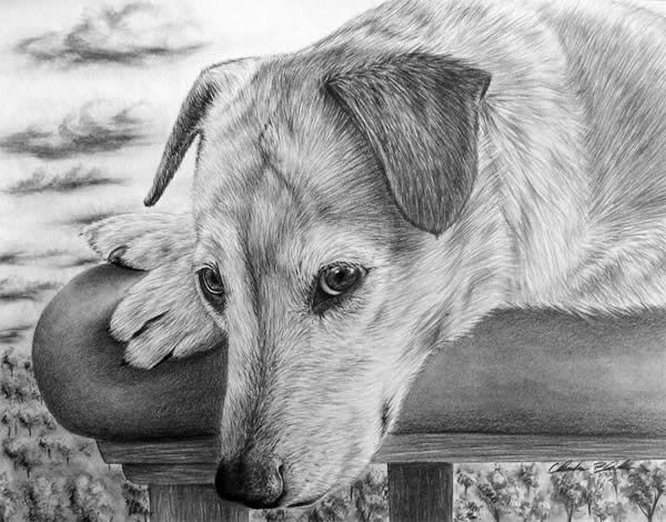 8cd47a230130b3e4add1b573b6cd0b20--pencil-drawings-of-animals-amazing-pencil-drawings.jpg