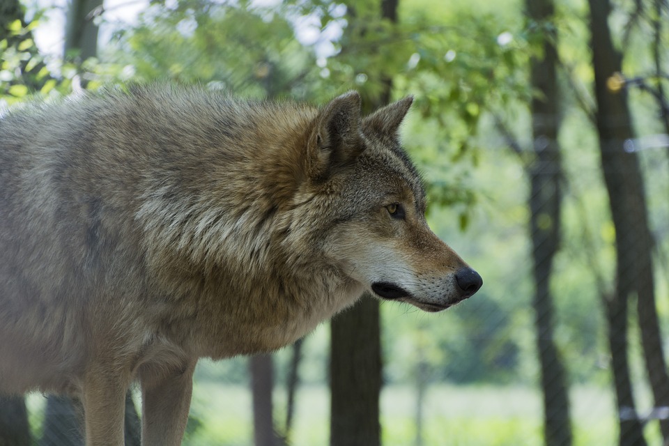 El león podrá ser el rey de la selva, pero el lobo no es atracción de  circo, el lobo es una bestia — Steemit