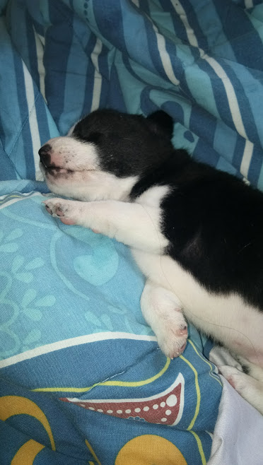 oreo.jpg