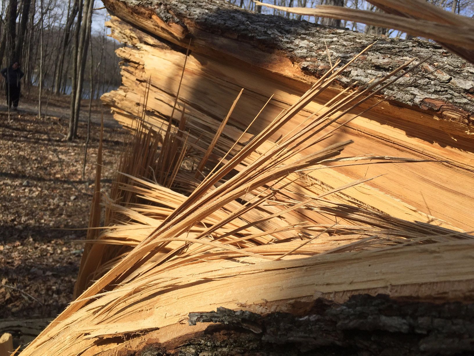 TREE-04.JPG
