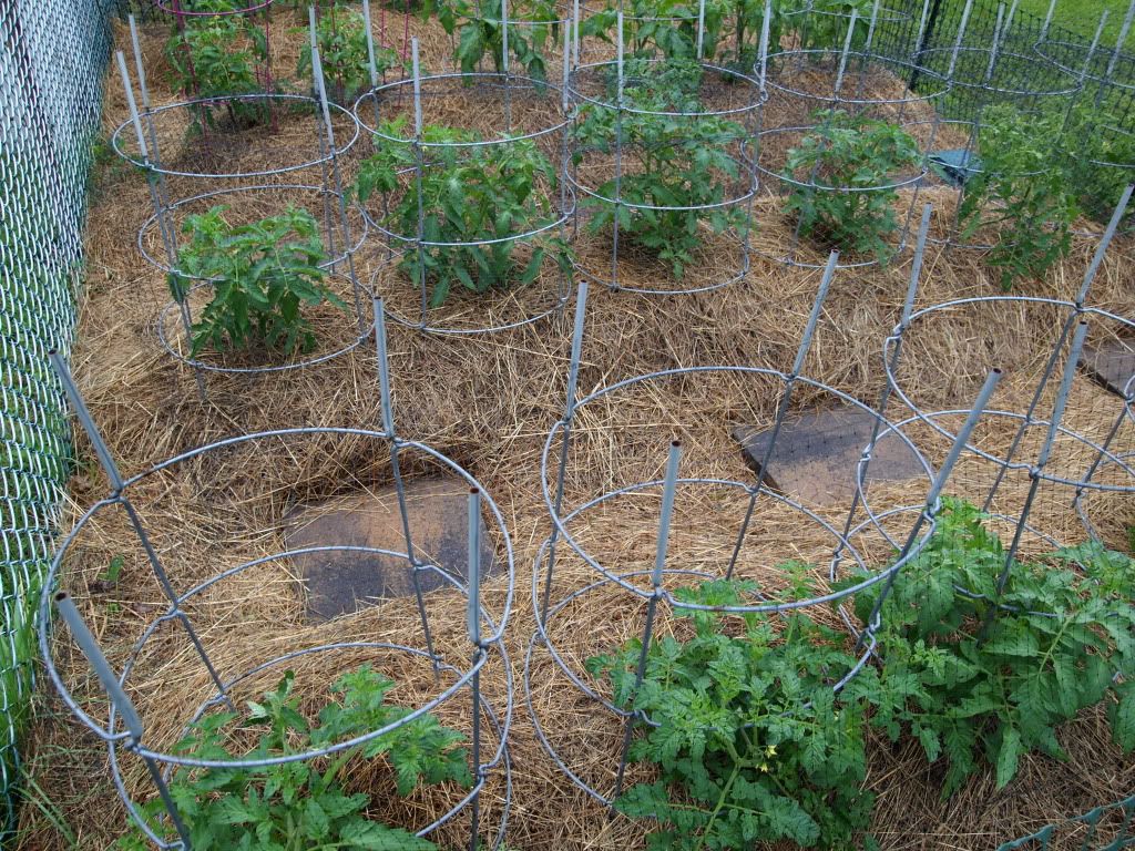 mulching-tomatoes-straw-gardenweb-forum.jpg
