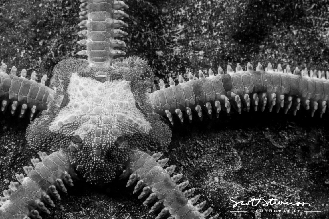 Brittle Sea star-1.jpg