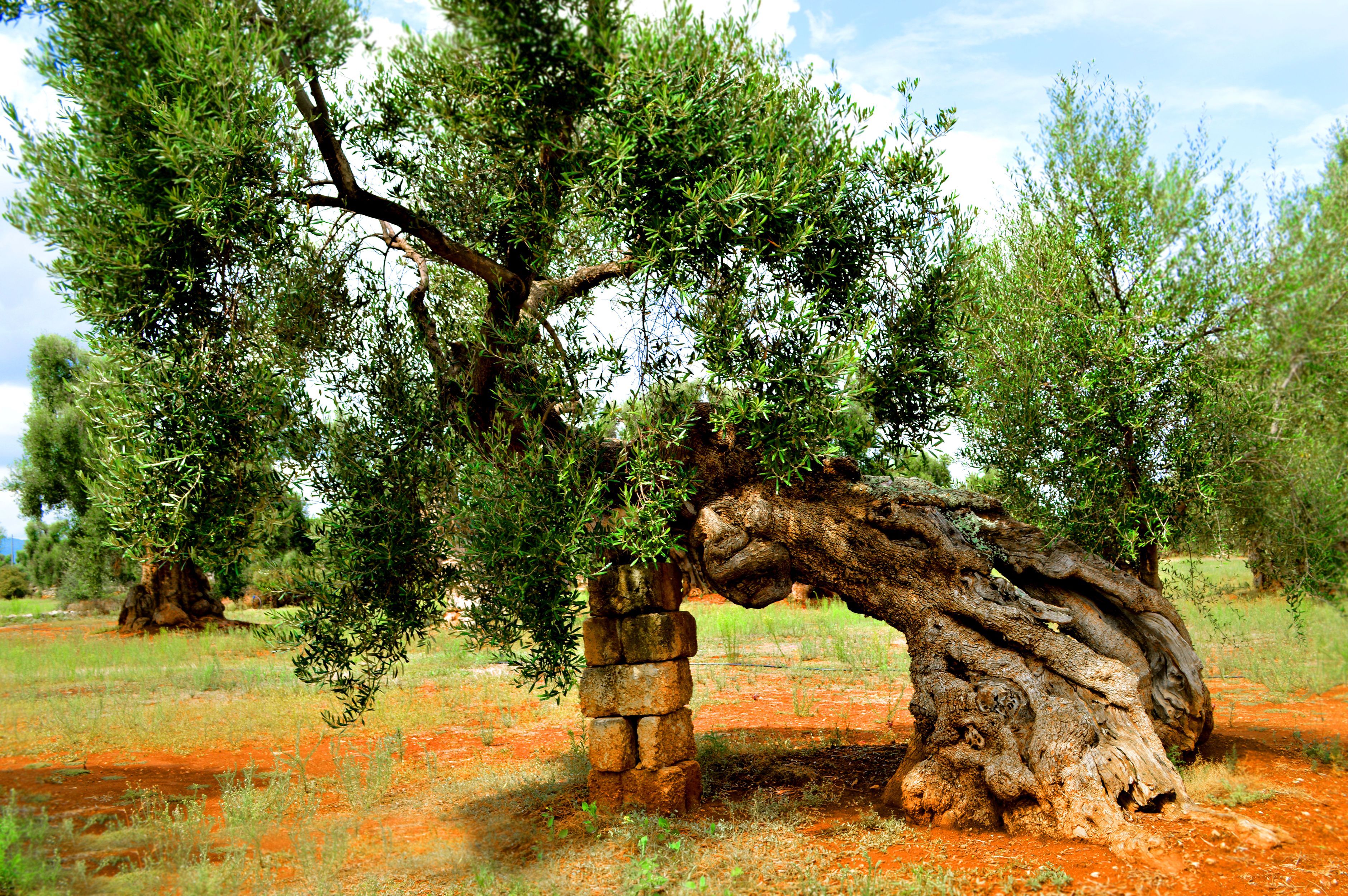 olive-tree-7.JPG