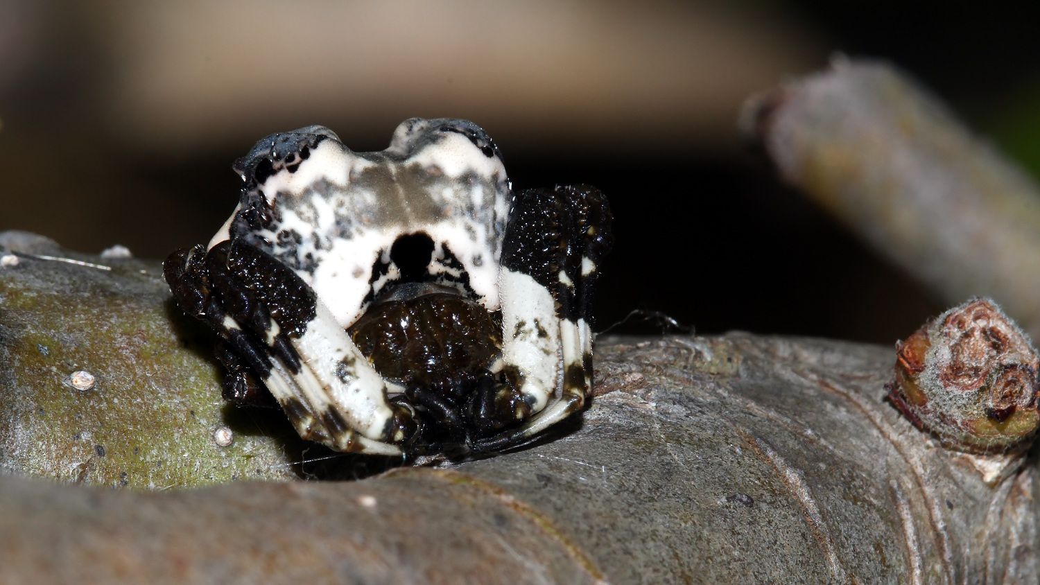 bird dung spider